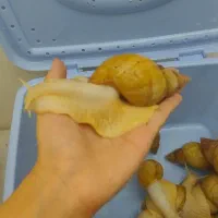 حلزون آلبیو