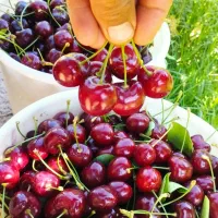 درخت|خدمات باغبانی و درختکاری|دماوند, دماوند|دیوار