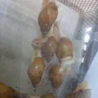 حلزون بزرگ وکوچیک