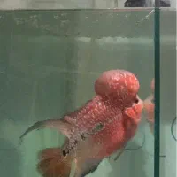 فلاور تایلندی رد دراگون و زدزد