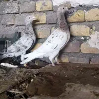 کفتررنام بر جفت نروماده