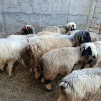 ۱۰ میش و ۱ نرمیش