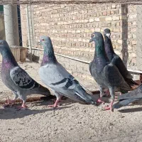 مجسمه کبوتر|مجسمه، تندیس، ماکت|زابل, |دیوار