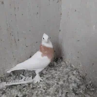 طوقی ، زرد ، کلدار،  ابلغ سبز