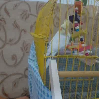 عروس هلندی نر  ۴ماهه باوسایل|پرنده|لاهیجان, کوی آزادگان|دیوار