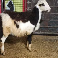 قوچ بره قوچ|حیوانات مزرعه|بروجرد, |دیوار