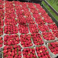 دلند..نهال توت فرنگی سابرینا|خدمات باغبانی و درختکاری|دلند, |دیوار