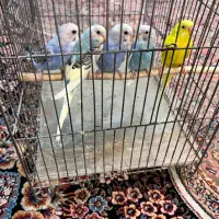 مرغ عشق مولد|پرنده|تهران, بازار|دیوار