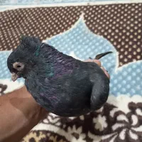 زاغ ماده|پرنده|جیرفت, |دیوار