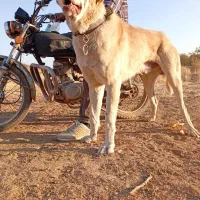 سگهای عراقی‌به‌شرط