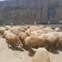 گوسفند میخری آگهی را بخوان حتما