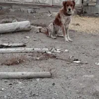 سگ گله ای|سگ|الیگودرز, |دیوار