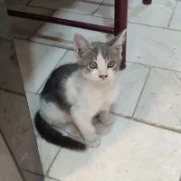 ملوسک ماده ۲ ماهه