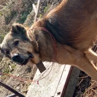 سگ سرابی اصیل|سگ|نوشین شهر, |دیوار