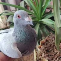 سبز دوخط ماده از باهوش ترین نسل بال