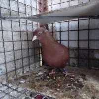 سرخ دم سفید ماده