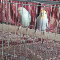 فروش یک جفت مرغ عشق رینبو|پرنده|سراوان, |دیوار