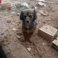 واگذاری سگ پاکوتا