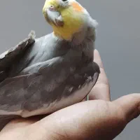 عروس هلندی بد اخلاق|پرنده|تربت‌حیدریه, آغوی|دیوار