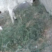 نربز پاکستانی ۶۴۶۲طوطیی ۵۷۱دودندان۰۹۳۳|حیوانات مزرعه|سبزوار, میدان بار|دیوار
