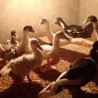 اوردک خارجی|حیوانات مزرعه|بندر گز, |دیوار