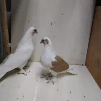 کبوترسسلی وزاغ سیاه واکسی چشم نوک سفید