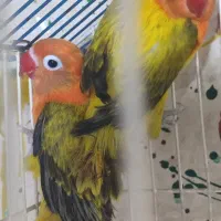 گرینچیک.عروس . خورشیدی.برزیلی.مرغ عشق|پرنده|محمدشهر, محمدشهر|دیوار