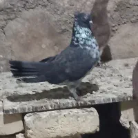 کبوتر|پرنده|اسلام‌‌آباد غرب, |دیوار