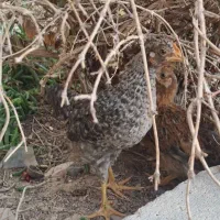 مرغ و خروس