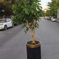 دکتر گیاه در مشهد