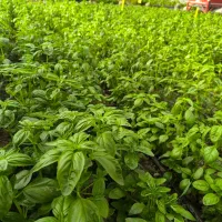 سبزیجات مدیترانه ای ریحان ایتالیایی کاهو فرانسوی