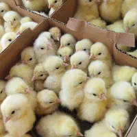 اردک 37جوجه رنگی، گردن لیت،گلپیگانی، کاکلی، تاجدار