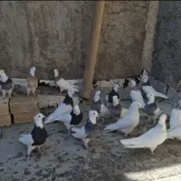کبوتر طوقی پرشی طوق خفت طوق زیر کاکل