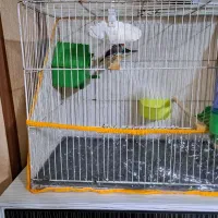 فنچ|پرنده|مشهد, عامل|دیوار