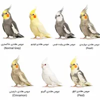 عروس هلندی پیدا شده
