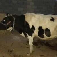 گاو شیری|حیوانات مزرعه|سرپل ذهاب, |دیوار