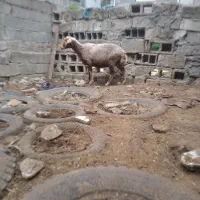گوسفند دوقلوزا داشتی قیمت مناسب