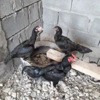 مرغ  وخروس چابهاری