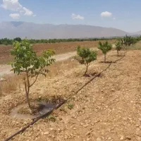 باغ-فروشی-در-منطقه-شازند