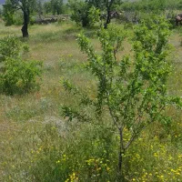 باغ-قیمت-مناسب