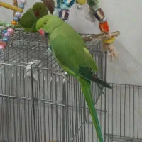 ملنگوحلقه پا