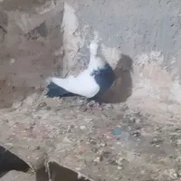 کبوتر|پرنده|قروه, |دیوار