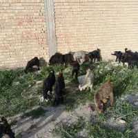 کهر نر و ماده قیمت 8 دونه