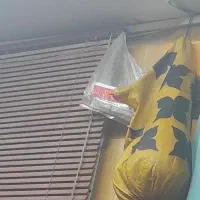 نی همبون سالم