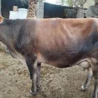 فروش دو گاو شیری با گوساله|حیوانات مزرعه|لامرد, |دیوار