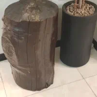 تنه درخت چوبی