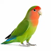 کوتوله و عروس