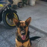 ژرمن ورک|سگ|بندرلنگه, |دیوار