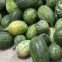 هندوانه دیم هندوانه دیمی