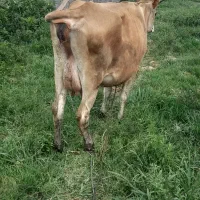 گاو جرسی ۱۵ کیلو شیر